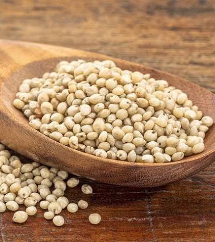 Sorghum (Jowar)